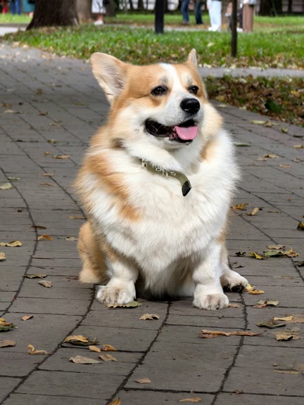 Input photo — Corgi
