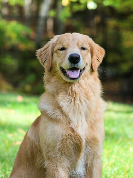 Input photo — Golden Retriever