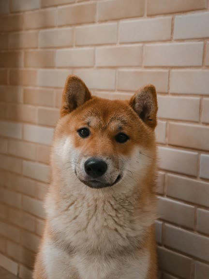 Input photo — Shiba Inu